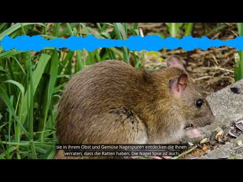 Ratten im Garten erkennen und bekämpfen | die besten 3 Tipps