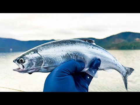 Ultimate Spring Kokanee Fishing Guide (Fish On)