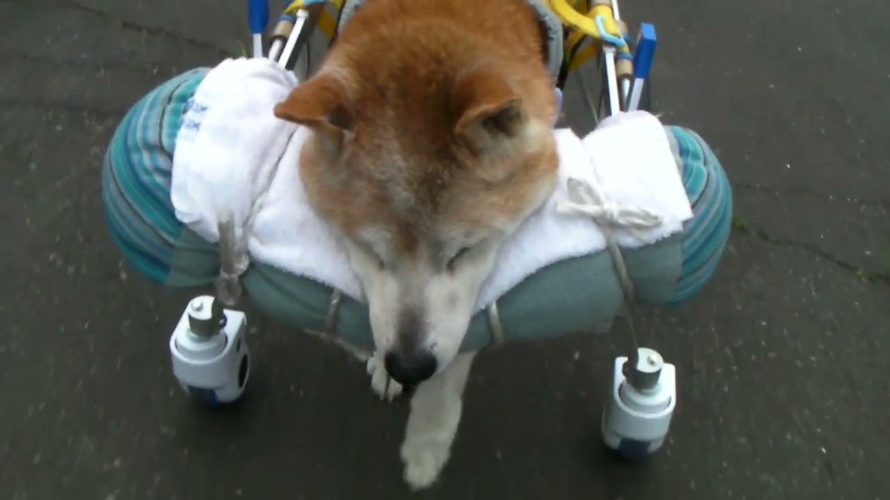 歩行器、買ってよかった！【柴犬ラン】