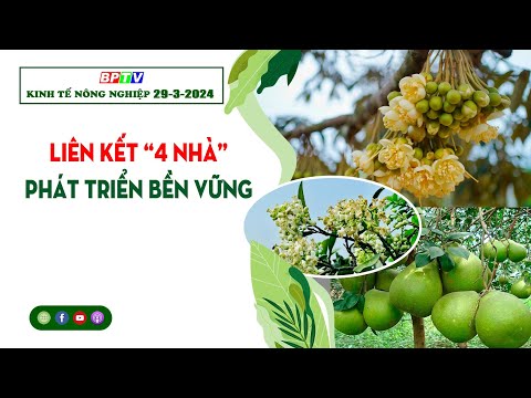 🍀 Kinh tế n&ocirc;ng nghiệp 29-3-2024 |Th&ocirc;ng tin hữu &iacute;ch ||BPTV - Binh Phuoc, Tin tuc Binh Phuoc, Tin mới tỉnh B&igrave;nh Phước    