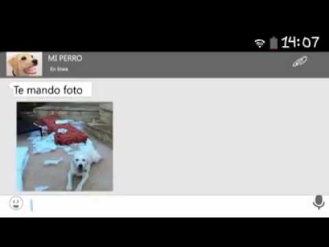 si mi perro tuviera whatsapp