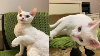 EXCITING MOMENTS OF DEVON REX CATS