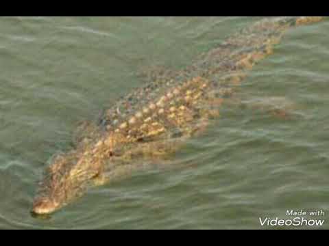 KALYAN CHALENGING JODI 6/09/2017