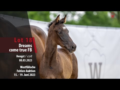 Fohlen-Auktion Lot 18 Dreams come true FB Hengst v. Dream Boy - Damon Hill
