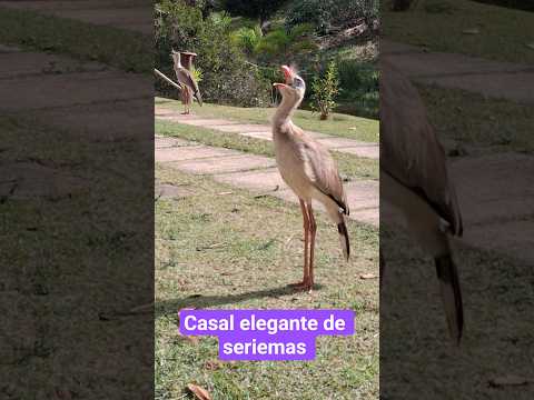 Casal de seriemas cantando — Vem Pra Mata