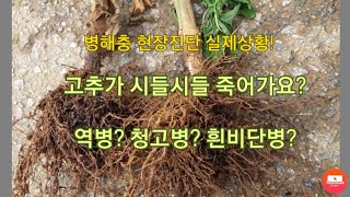 고추가 시들어 죽어가요ᆢ 역병? 청고병? 흰비단병?  현장진단 실제상황
