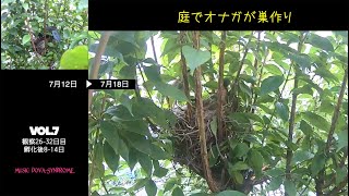 庭でオナガが巣作り　雛の目が開いた！