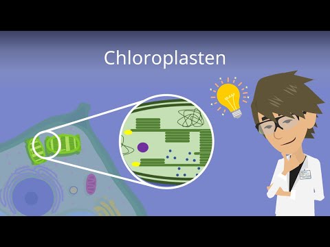 Chloroplasten — Aufbau einfach erklärt