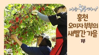 [나는농부다 216회 1부] 홍천 오미자 부부의 새빨간 가을