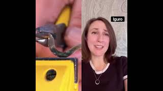 Download lagu iguro mp3 Download lagu iguro mp3