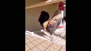 Annoying rooster passes out while being annoying.