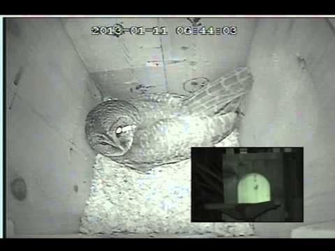 Jan11 2013 06:42 Mrs Barred Owl returns to nest box