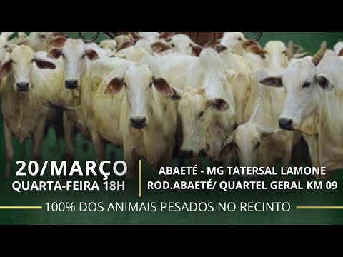 LEILÃO GADO   - INVEST LEILÕES EM ABAETÉ   MG🔨            TATERSAL LAMONE
