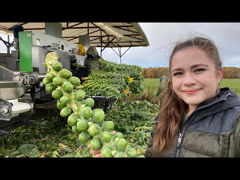 , title : 'Brussel Sprout Harvest!  Family Farming 2022'