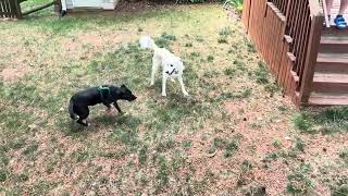 Video preview image #1 Labrador Retriever-Unknown Mix Puppy For Sale in Cary, NC, USA