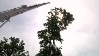 preview picture of video 'Best Tree Removal in Wilmington Delaware 302-394-0116'