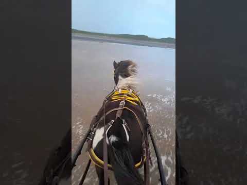 Pony - Image 2