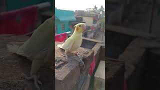 Download lagu Whistle sound copying cockatiel bird #shorts #cockatiel #training #handtameparrot mp3