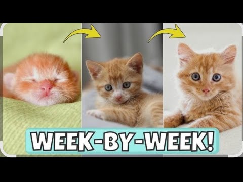 Kitten week By week up Day growth 📈 #babyanimal #cat 🍼🥺🐥