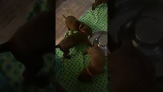 Redbone Coonhound Puppies Videos