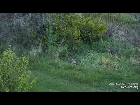 Great-horned Owls Nest @Roger's place - 6:00AM, 5/21/2022 - Owlet's 1st Adventure