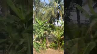 Download lagu Wanareja, Cilacap, Jawa Tengah #jawatengah #cilacap #wanareja mp3 Download lagu Wanareja, Cilacap, Jawa Tengah #jawatengah #cilacap #wanareja mp3