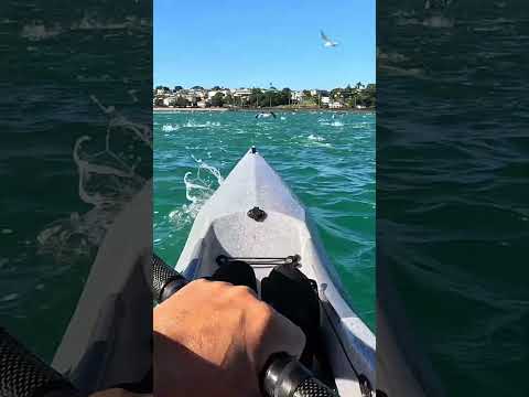 Fish galore #newzealand #fish #surfski #fishvideo #kayaking #fishing  #gopro