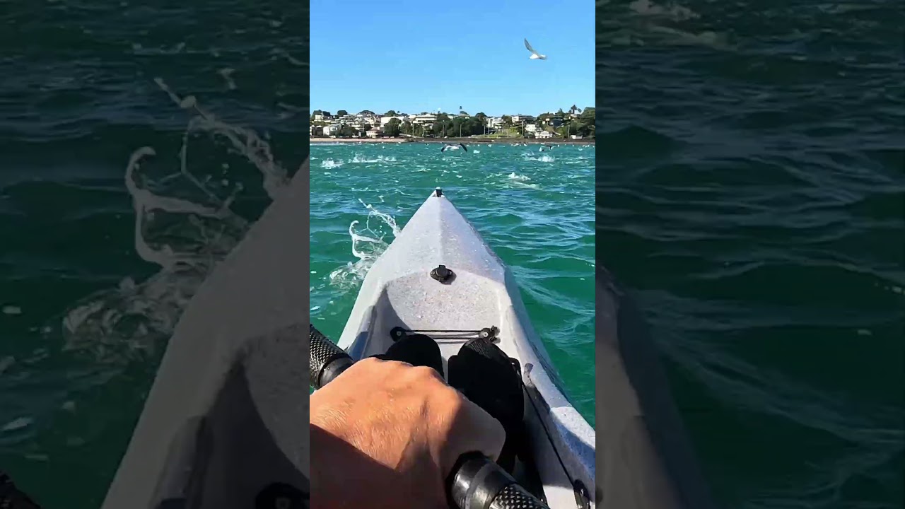 Fish galore #newzealand #fish #surfski #fishvideo #kayaking #fishing  #gopro