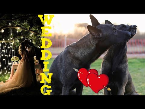 Matchmaking del Pastor Belga El primer conocido de perros antes del apareamiento Bro+Linda Malinois