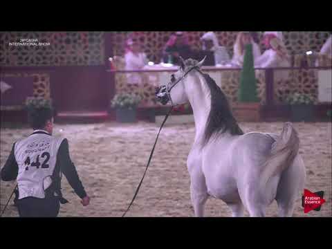 N.142 OM EL SANADEED - 2019 Qatar Intl Title show - Stallions 7 to 10 Years Old (Class 11)