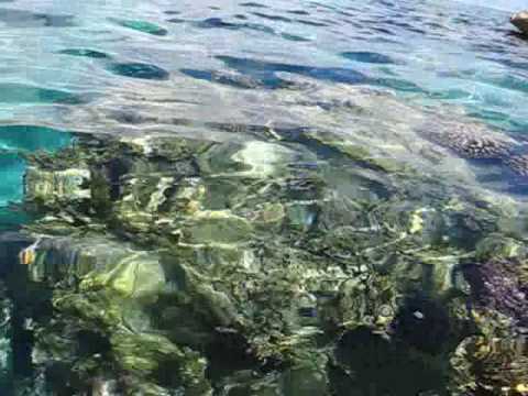 Tahiti Moorea - Lagoonarium-ul de la Motu Ahi (5)