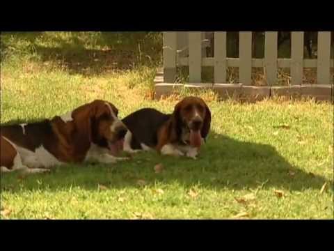 Touching Basset Hound Father Son Reunion Lotso Bear and Noble