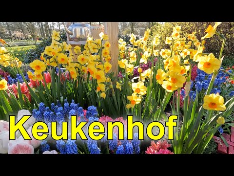 Keukenhof - The most beautiful spring garden in the world! - 2023 part 1