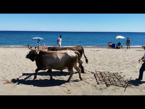 I BUOI PER PULIRE LA SPIAGGIA (videodenuncia)