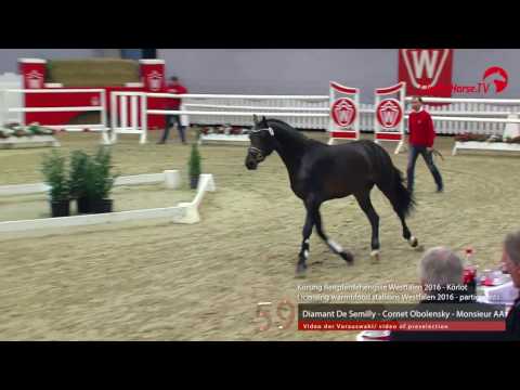 59  Diamant de Semilly - Cornet Obolensky - Monsieur AA