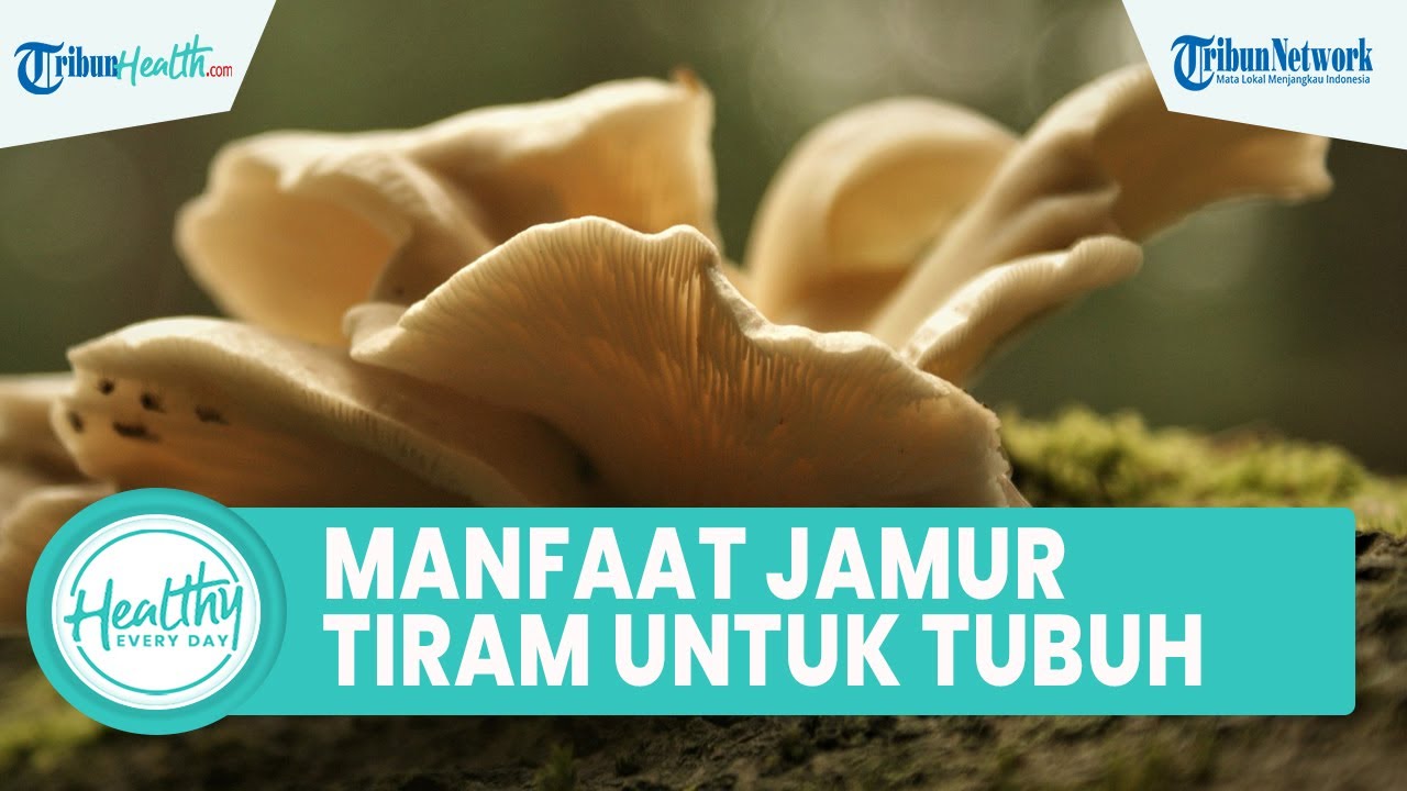 Konsumsi Jamur Tiram Bagus untuk Kesehatan, Ini Manfaat untuk Tubuh