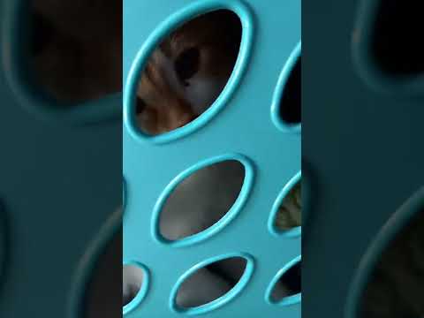 when Carlos met the buffycats