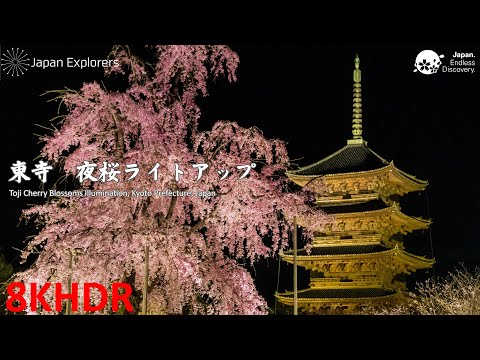 東寺 夜桜ライトアップ Toji Cherry Blossoms Illumination [8KHDR]