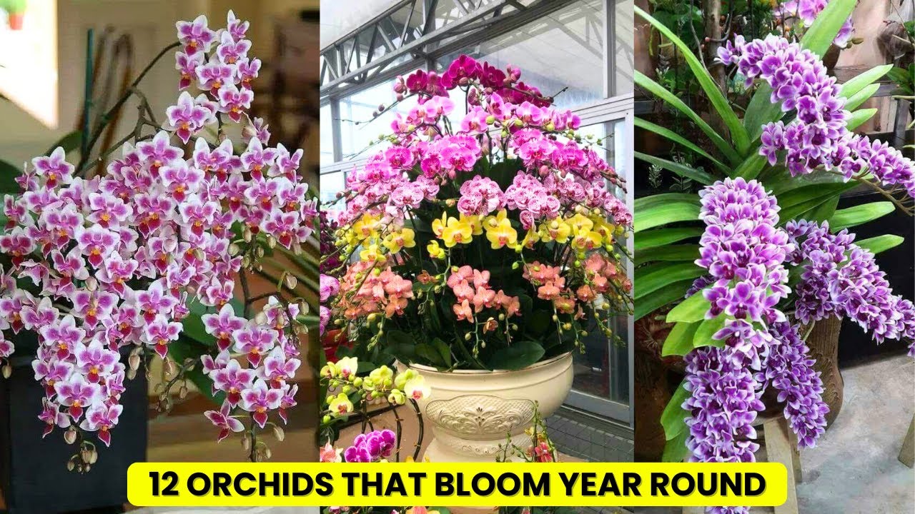 12 Orchids that Bloom Year Round