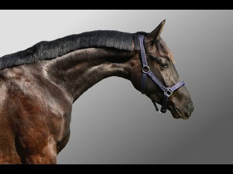 Wallach *2015, z. Zt. 1,61m, Dankeschön x Rodin