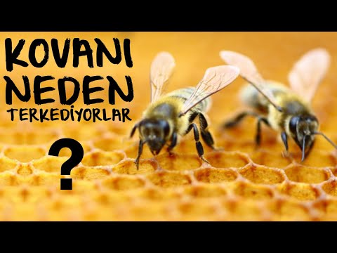 Arılar Kovanı Neden Terkediyor? Kovan terki sebepleri.