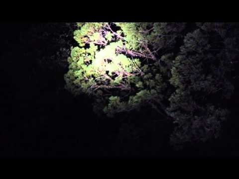 Myšiarka fúzatá — Whiskered Screech-Owl