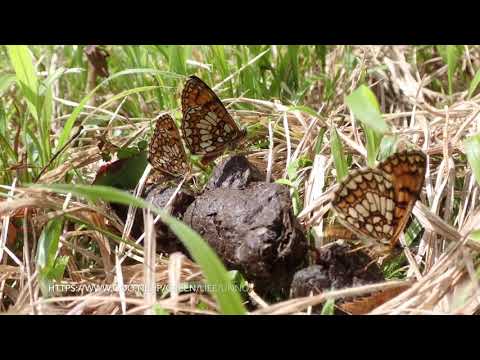 糞から吸汁するコヒョウモンモドキ　by　TG-6