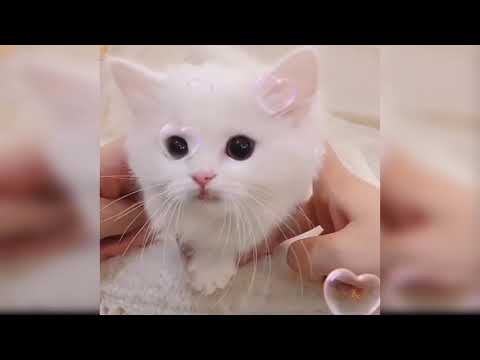 Cat Maw Maw Video 2020 | New Cat Video 2020