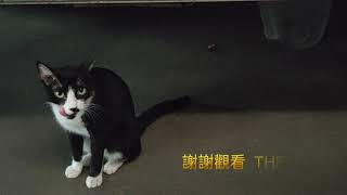 Re: [問卦] 看螳螂吃東西是不是很療癒