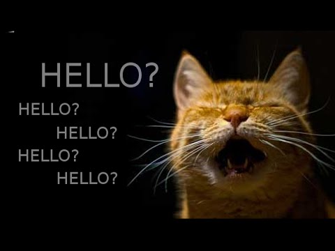 Cat Says Hello - YouTube