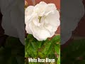 The UK low pressure and stormy weather felt by this #whiteRose #BloomWatch #SHORTS