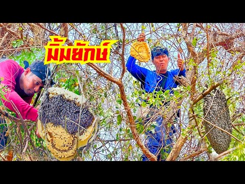 ใหญ่ที่สุดของปี! หาผึ้ง หามิ้ม บอกเทคนิคการหาทำเลที่ผึ้งชอบอยู่ โอกาสได้รัง90%