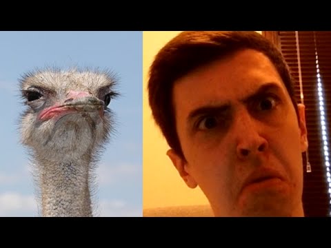 Let me Emu-se you... - Get to Noel! #7 Video