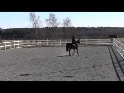 Programridning Norrtuna Gård, Gunilla & Maraccas